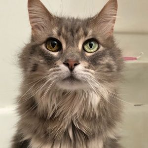 Meet your Posher, Elizabeth